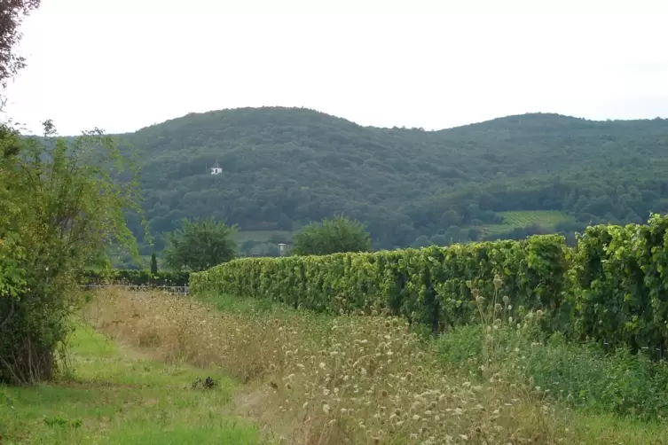 Die Fundstelle nahe bei Deidesheim. 