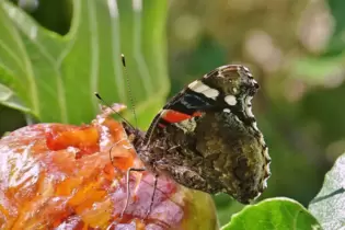 Gärendes Obst wie diese Feige lockt den Admiral herbei.