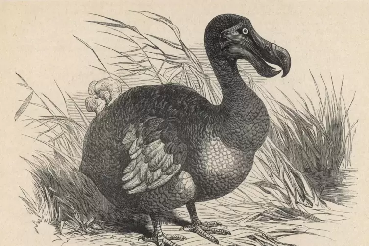 1598 wurde der Dodo auf der damals unbewohnten Insel Mauritius entdeckt. Er wurde vor allem Opfer der durch die Menschen eingesc