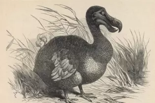 1598 wurde der Dodo auf der damals unbewohnten Insel Mauritius entdeckt. Er wurde vor allem Opfer der durch die Menschen eingesc