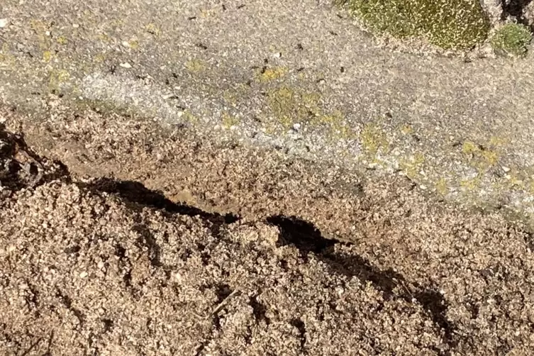 Eine Anwohnerin gräbt am Gehwegrand ein bisschen im Sand, schon geht das Krabbeln los. 