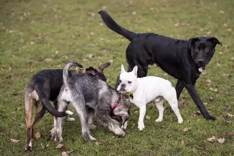 In Bottenbach soll die Hundesteuer um bis zu 25 Prozent steigen.