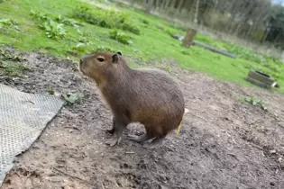 Entlaufenes Capybara namens Cinnamon