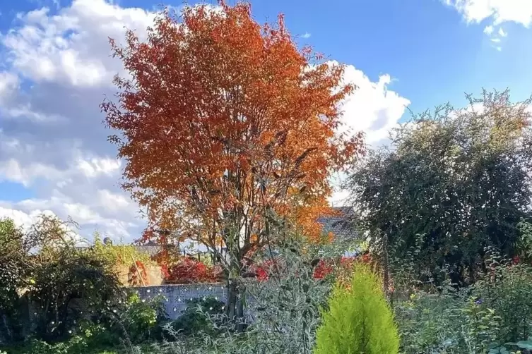 Toller Hausbaum: Die flammendrote Felsenbirne beglückt im Herbst mit wunderschönen Farben.