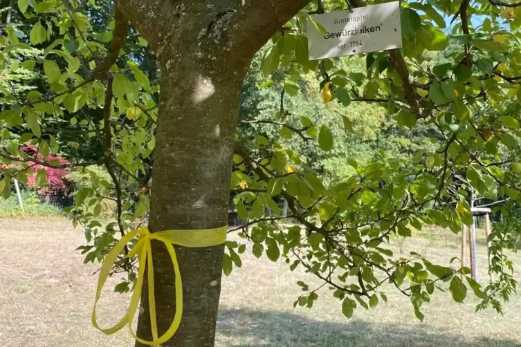 Gelbe Bänder an Bäumen sind das Zeichen dafür, dass Obst kostenlos geerntet werden kann. 