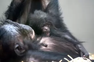 Bonobo-Nachwuchs in Stuttgart