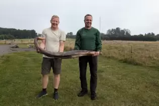 Walpenis auf Bornholm angespült