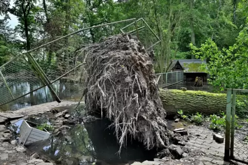 Mit seinen Wurzeln hat der Baum den Zaun angehoben und aus der Verankerung gerissen. 