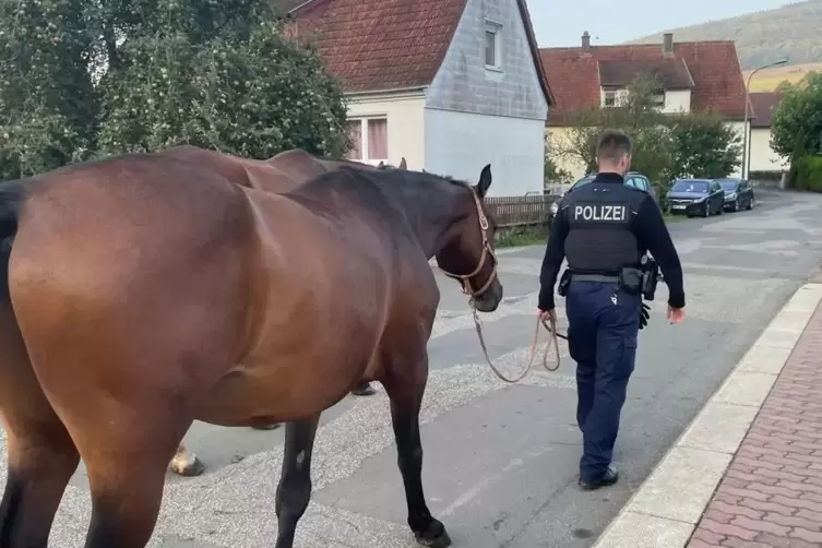 Das Pferd läuft brav hinter dem Polizisten hinterher. Alle seien froh gewesen, dass dem Tier nichts zugestoßen ist, heißt es in 