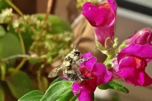 Vom Blütenbesuch ist die Hummel ganz eingepudert.