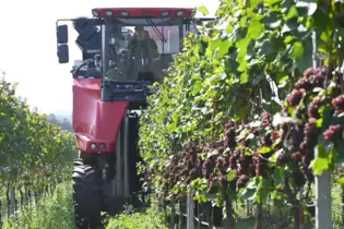 Der Ellerstadter Winzer Reinhard Studier erntet Grauburgunder.