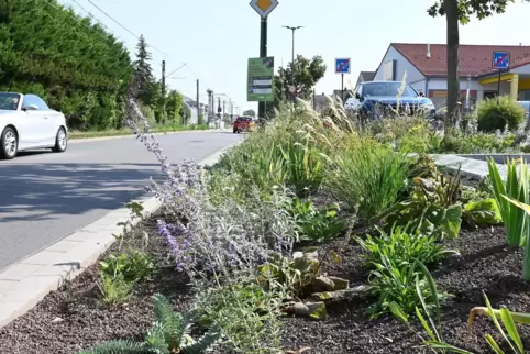 Auf der neuen Staudenfläche zwischen Rustengut und Mannheimer Straße wachsen neben heimischen Pflanzen auch trockenresistente un