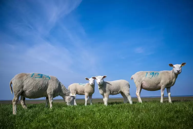 Vom Blauzungenvirus werden Wiederkäuer wie Rinder, Schafe und Ziegen befallen.