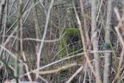 Schon Anfang Mai wurde beschlossen, den alten Gedenkstein vom Gestrüpp zu befreien und zu versetzen – getan hat sich bisher nich