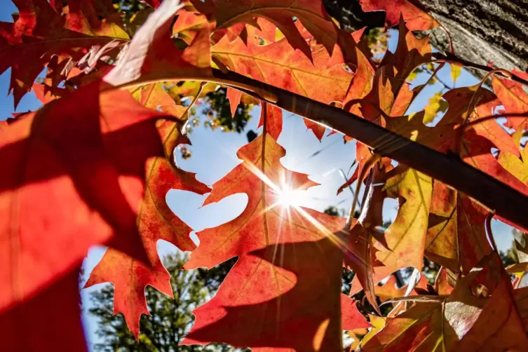 Der Herbst steht vor der Tür. 