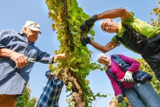 Hand in Hand: die Erntehelfer bei der Arbeit.