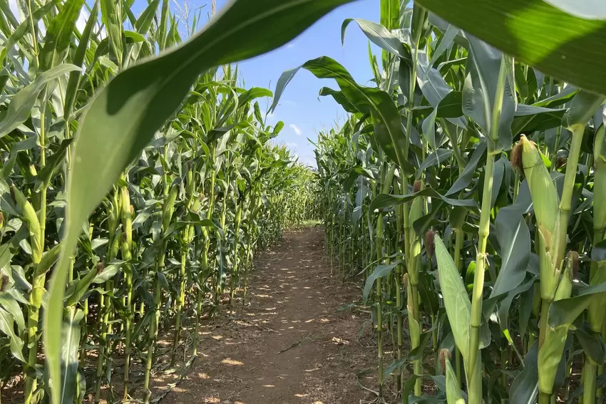 So weit das Auge reicht: Mais, auch Kukuruz genannt, wissenschaftlich als Zea mays bezeichnet und zur Familie der Süßgräser zähl