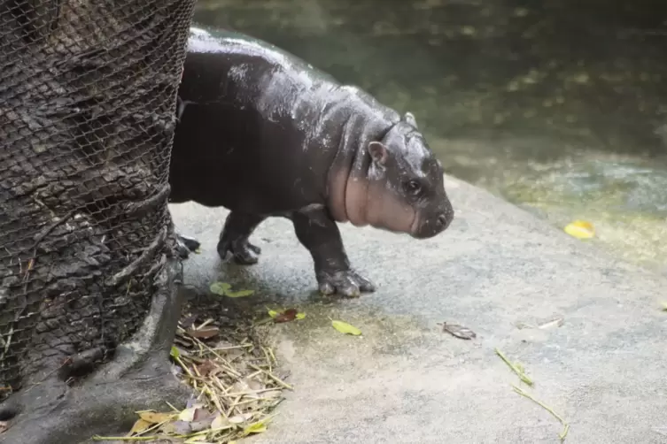 Zwergflusspferd Moo Deng in Thailand