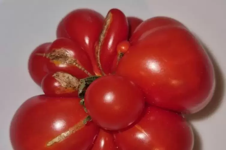 Tomatenkugeln