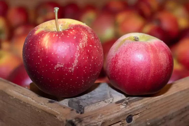 Im Jukib dreht sich in der „Apfelwoche“ alles um das gesunde Obst. 