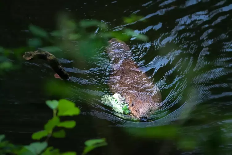 Der Biber fühlt sich am Isenachweiher wohl. 