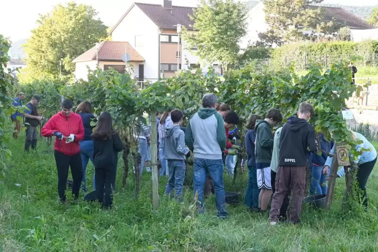 Auch viele Kinder und Jugendliche halfen bei der Lese des Wachenheimer Kirchenweins im Weinberg an der Stadtmauer.