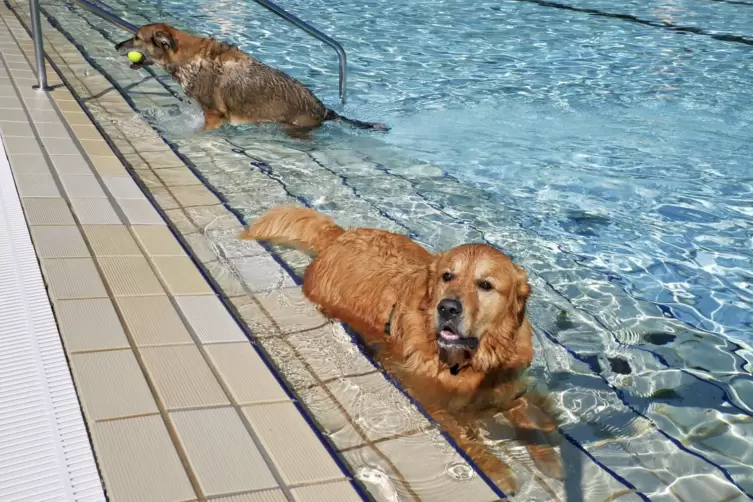 Retriever Archie kann trotz größter Anstrengungen nicht ins Nichtschwimmerbecken gelockt werden. Er zieht vor, sich auf der Beck