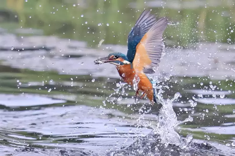 Der Eisvogel bedient sich am Kranichwoog. 