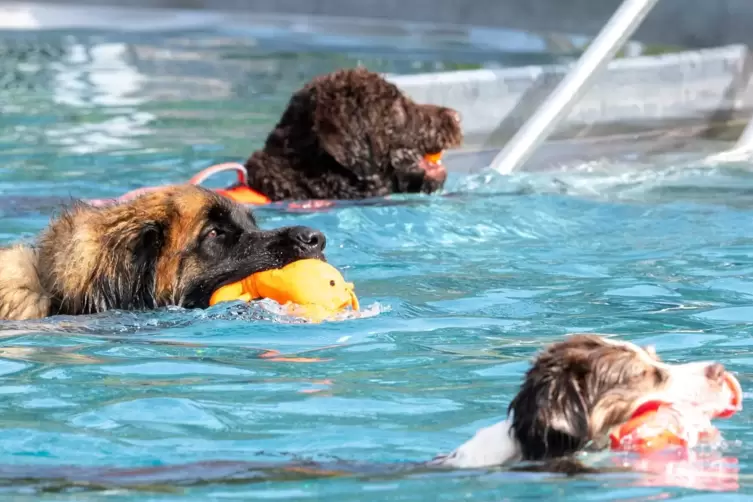 Auch wenn der eine oder andere erst überzeugt werden musste: Im Wasser fühlten sich die Hunde wohl.