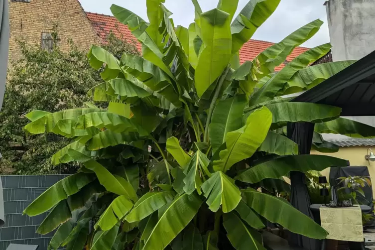 Mehr als fünf Meter hoch: die Bananenstaude von Ulrike Hartmann aus Waldsee. 