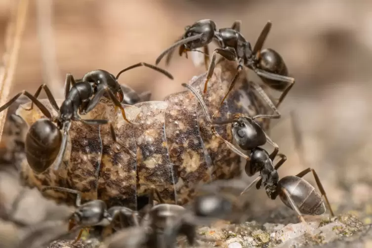 In Hambach sei ein Befall mit der invasiven Art Tapinoma magnum bestätigt, schreibt eine Leserin.