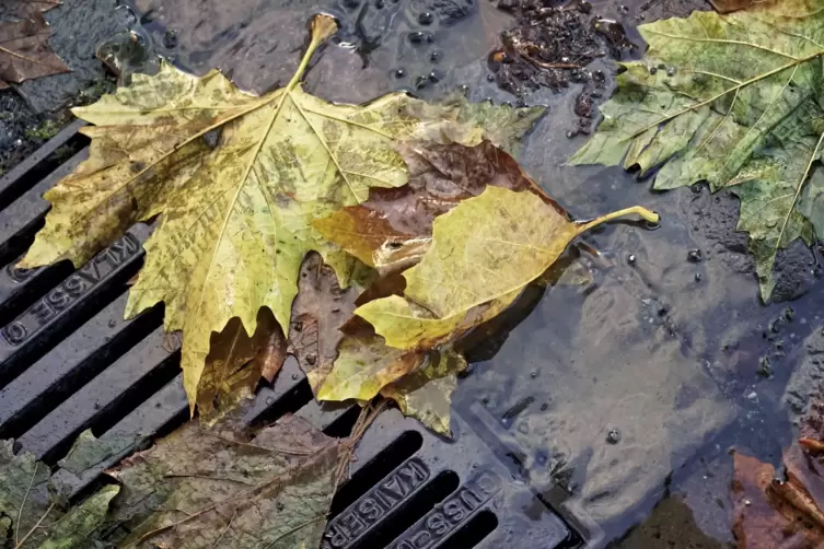 In den kommenden Tagen sollte der Regenschirm immer griffbereit sein. Erst am Sonntag wird es wieder freundlich.