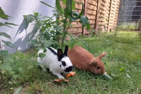 Momentan (Stand Mitte September) sind im Tierheim in Ernstweiler 21 Hunde, 25 Katzen, drei Vögel, zwei Kaninchen und 25 Mäuse un