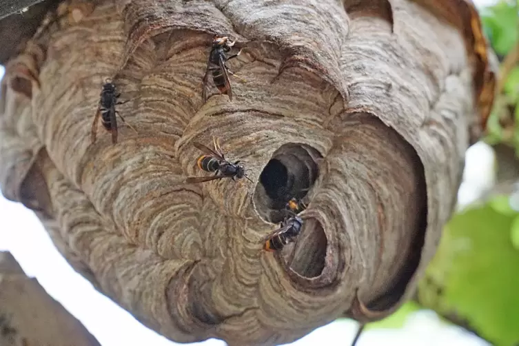 Im Carport eines Zweibrücker Ehepaars haben die invasiven Asiatischen Hornissen dieses große Nest gebaut.