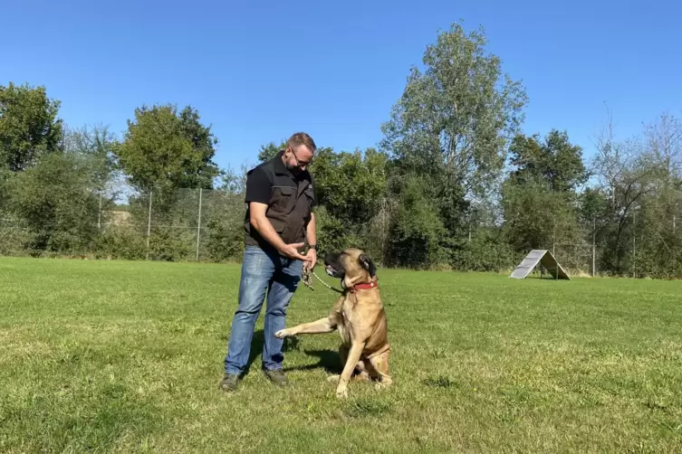 Nicht gestellt: Fürs spontane Pfote geben bekommt Boerboel-Rüde Mischa ein Leckerli von Klaus Schmidt.