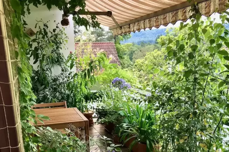 Eine städtische Oase der Artenvielfalt. Sandra Kijoks Balkon bietet vielen Pflanzen Platz. 