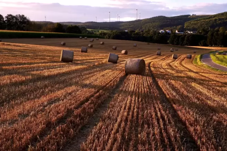 Einfach schön: Feld mit Strohballen bei Erzenhausen. 