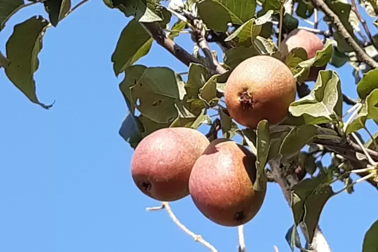 Einzigartig in der Pfalz: die Meckenheimer Seckelsbirne.