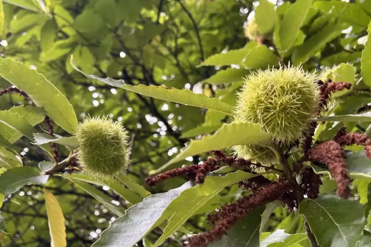 Herbstzeit ist Keschdezeit in der Pfalz. Beim Rad-Ausflug den Beutel zum sammeln nicht vergessen. 