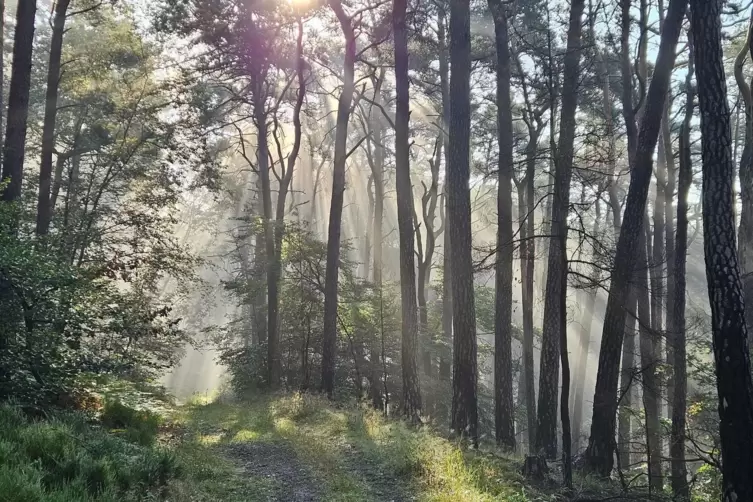 „In Zeiten des Klimawandels schwierig“, sagt der Forstamtsleiter: Laut Leitfaden soll der Wald nur mit „gebietsheimischen“ Bäume