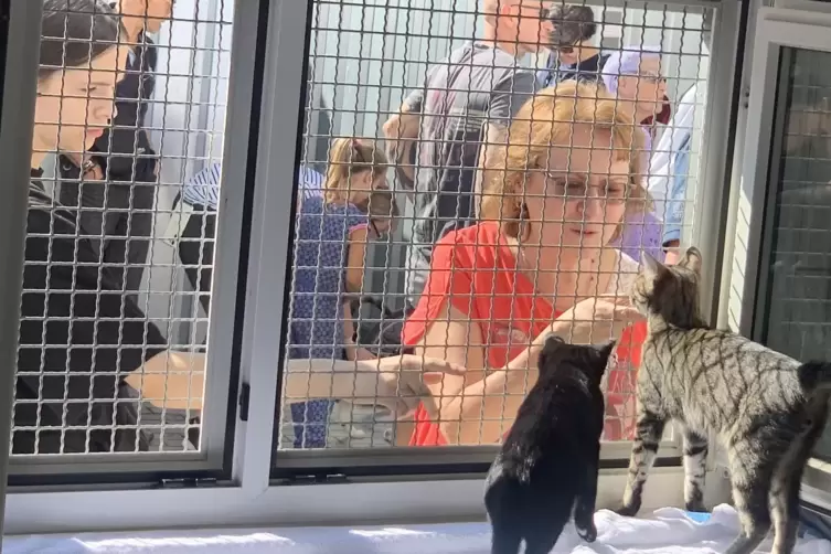 Huch, wer sind denn die? Beim „Cat Day“ im Mannheimer Tierheim konnten sich Katzen und Besucher durch ein Gitter beobachten. 