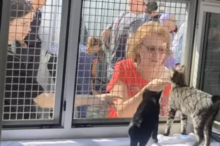 Huch, wer sind denn die? Beim »Cat Day« im Mannheimer Tierheim konnten sich Katzen und Besucher durch ein Gitter beobachten.