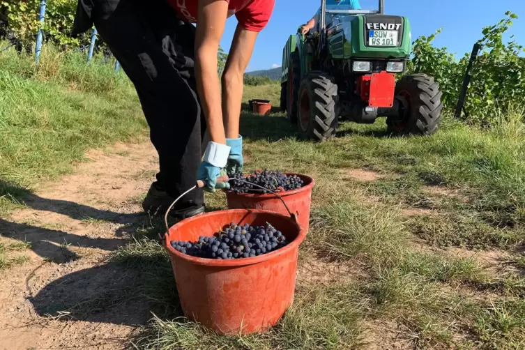 Derzeit läuft in der Pfalz die Weinlese – im Schatten der Krise auf dem Weinmarkt. Ein Nebeneffekt der Flaute: Der sinkende Wein