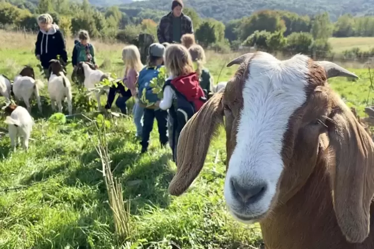 „Tierisch was los“ am 3. Oktober auf dem Josefshof. 