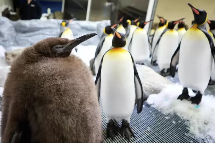  Pesto, das flauschig-riesige Königspinguinküken im Sea Life Aquarium in Melbourne, wiegt so viel wie seine beiden Pflegeeltern 