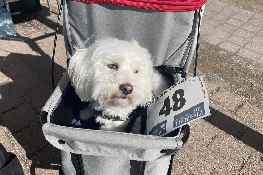 Da heißt es erstmal Pfoten schonen: Hund Gino aus Ellerstadt brachte es auf vier Runden.