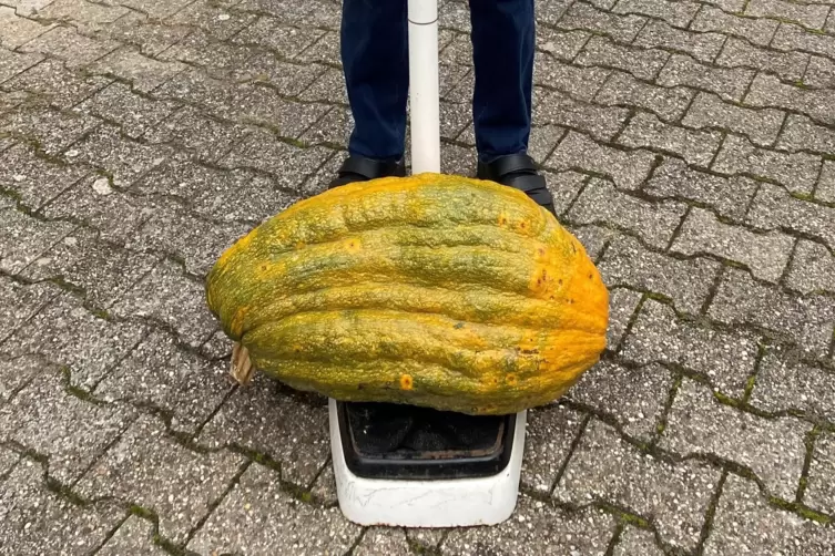 20 Kilogramm schwer, 80 Zentimeter Bauchumfang: die Zucchini von Günter Reiland. 