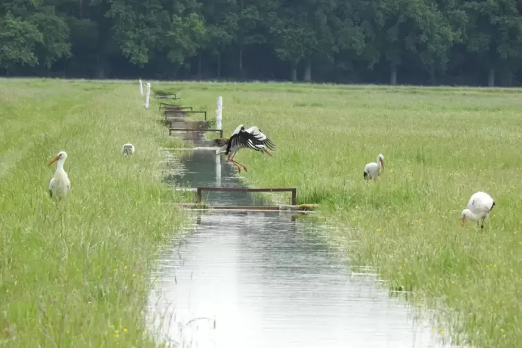 Die Queichwiesen bieten vielen Tieren Lebensraum, etwa dem Storch, und haben touristisches Potenzial.