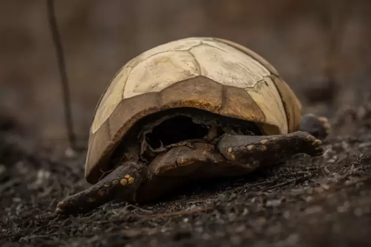 Indigene Feuerwehrleute kämpfen in Brasilien um ihr Territorium