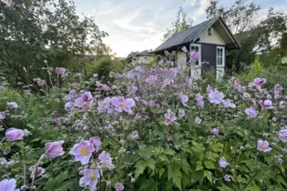 Wahre Wälder aus Anemonen: ein gutes Jahr für die Dauerblüher.